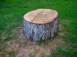 Best Commercial Tree Services  in Mountainair, NM