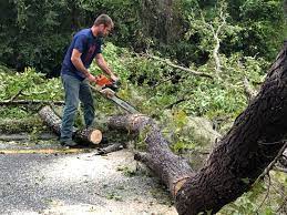 How Our Tree Care Process Works  in  Mountainair, NM
