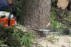 Reliable Mountainair, NM Tree Removal Solutions