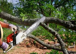 Best Tree Preservation Services  in Mountainair, NM