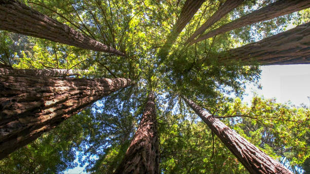 Best Arborist Consultation Services  in Mountainair, NM