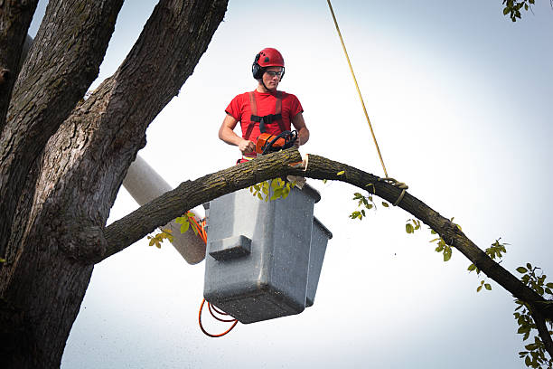 Best Tree and Shrub Care  in Mountainair, NM