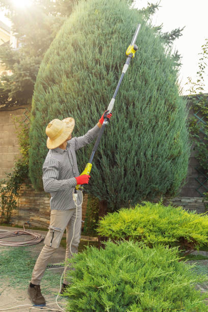 Best Lawn Disease Treatment  in Mountainair, NM