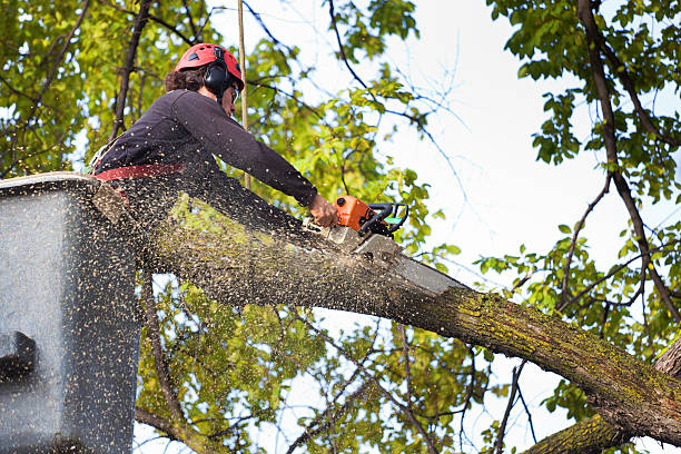 Best Aeration Services  in Mountainair, NM